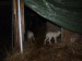 Malé ovečky nar.28.2.2012 001