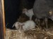 Malé ovečky nar.28.2.2012 020