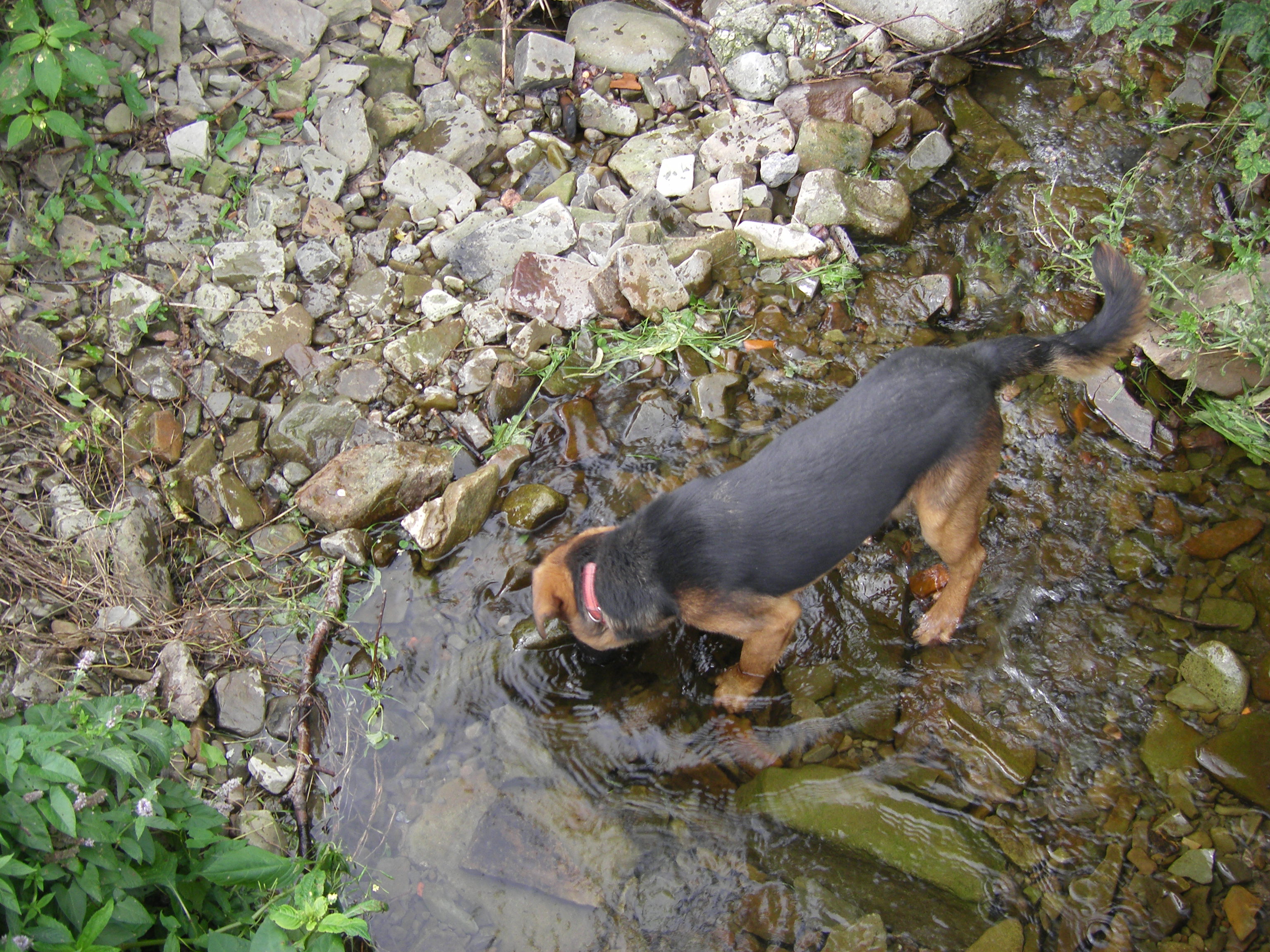 psí školka 10.8.2011 a Merlin 013