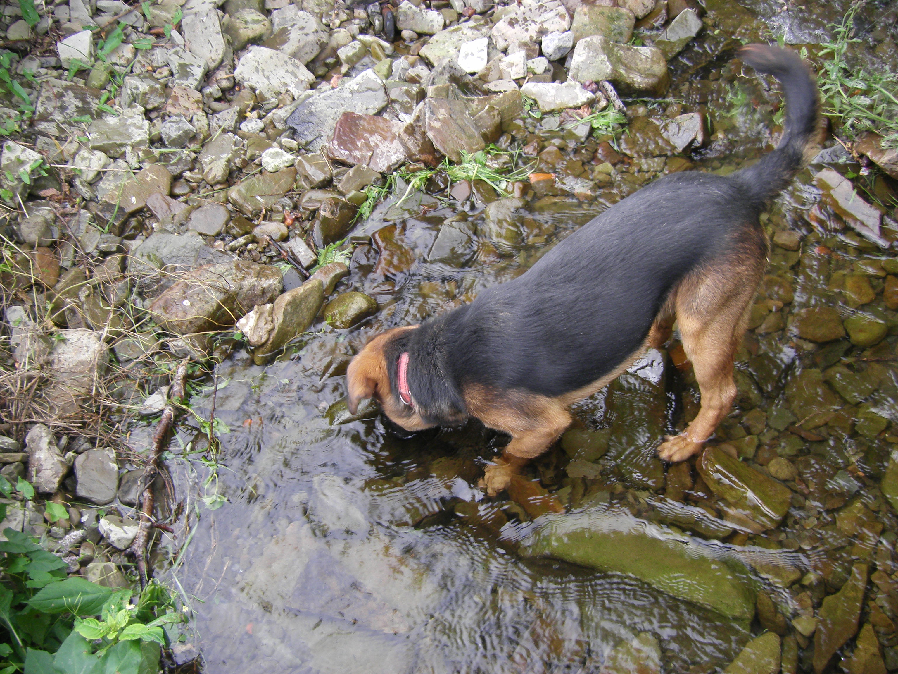 psí školka 10.8.2011 a Merlin 015