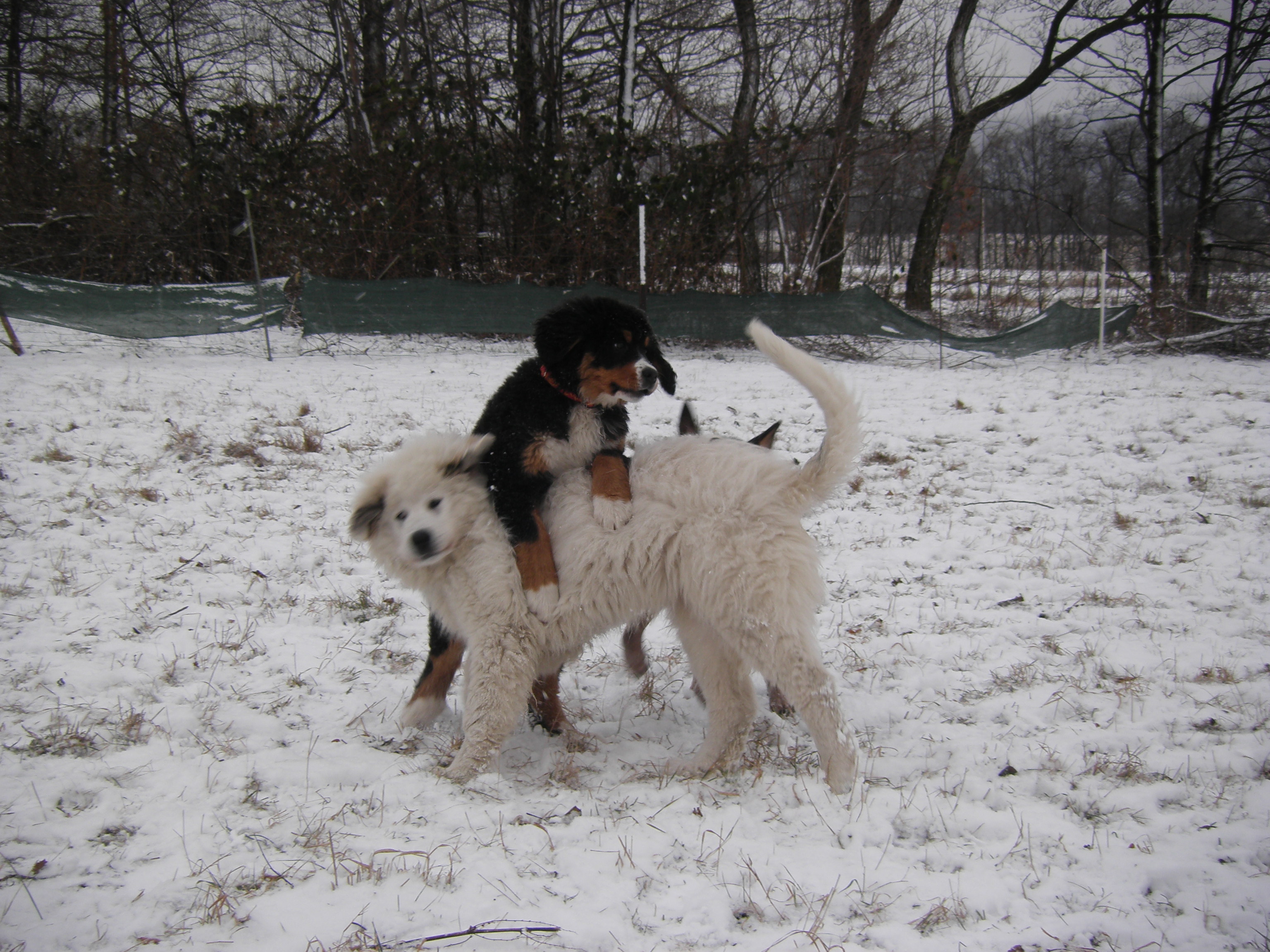 fotky z 15 a 21.1.2012 051