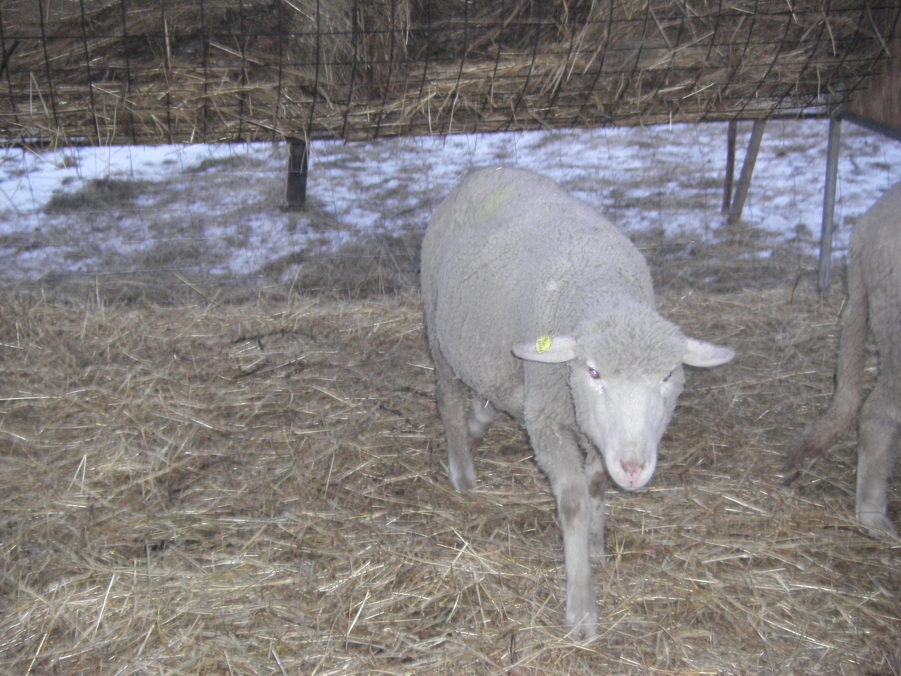 sobota 28.1.2012 27.1.-obrany 213