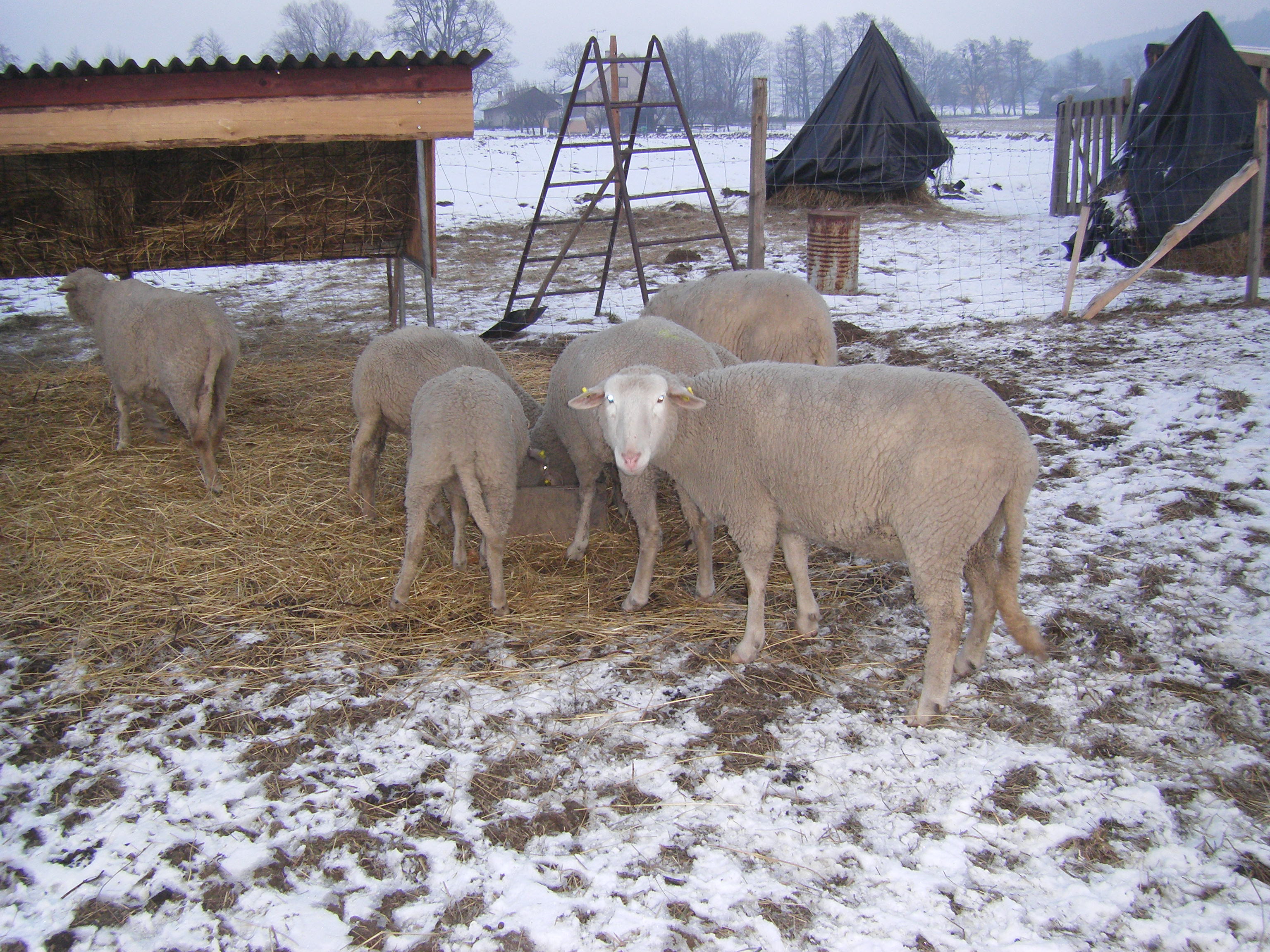 sobota 28.1.2012 27.1.-obrany 210