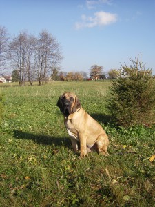 aktul-foto-mobill-12-11-11-005.jpg