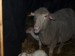 Malé ovečky nar.28.2.2012 019
